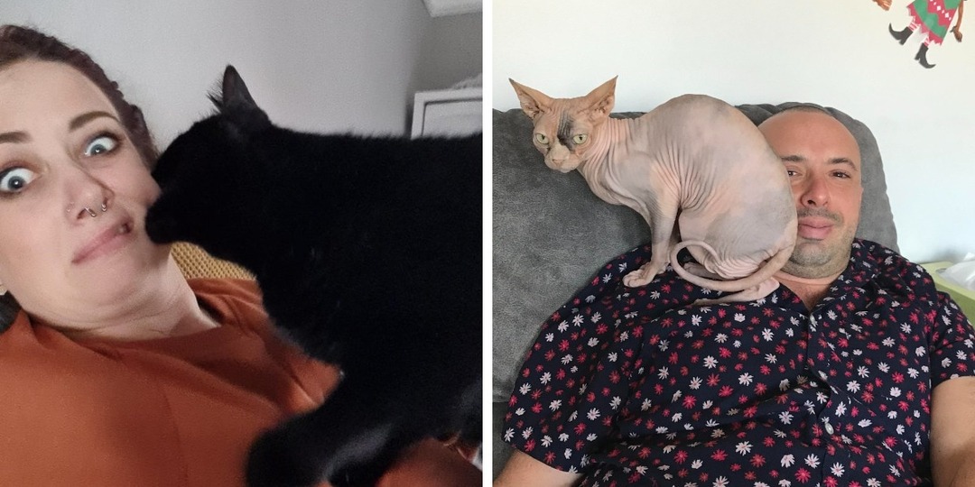 18 примеров вопиющей наглости, когда коты доказывали, что они ни во что не ставят личное пространство хозяев