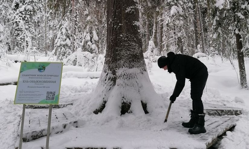    Тропу к самой большой ели Фенноскандии в Карелии почистили и запретили по ней ходить© Дирекция особо охраняемых природных территорий