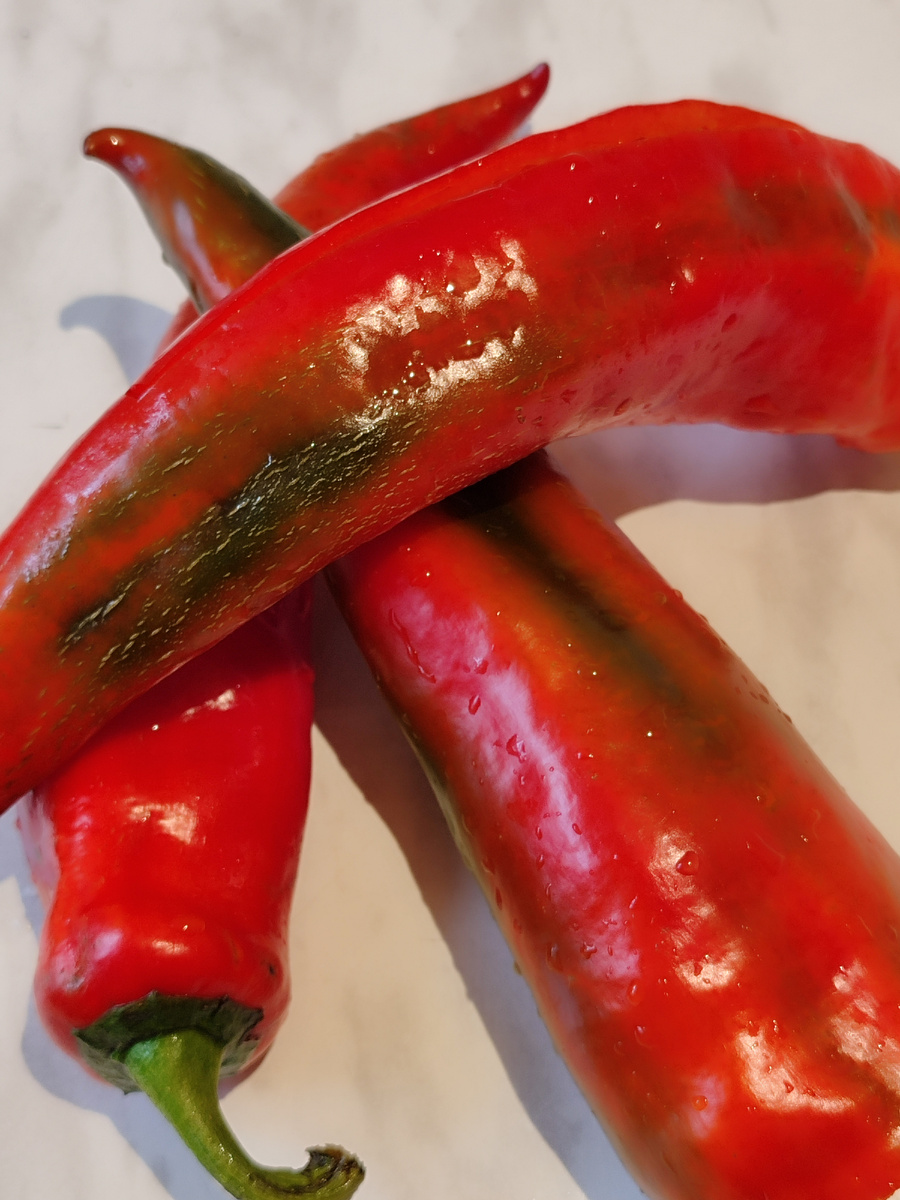 Бычий рог, открытый грунт