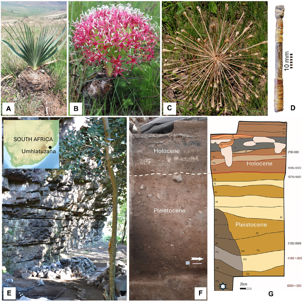 ( A ) Луковица и веерообразные листья Boophone disticha, ( B ) соцветие Boophone disticha и ( C ) структура семени ( D ) Наконечник стрелы возрастом около 2000 лет из Южной Африки с поперечно расположенным микролитом ( E ) Скальное убежище Умхлатузана, с ( F ) западным профилем, обнаженным в 2018–2019 годах, и ( G ) упрощенным стратиграфическим рисунком с указанием возраста, звездочкой обозначен слой, из которого были извлечены микролиты.