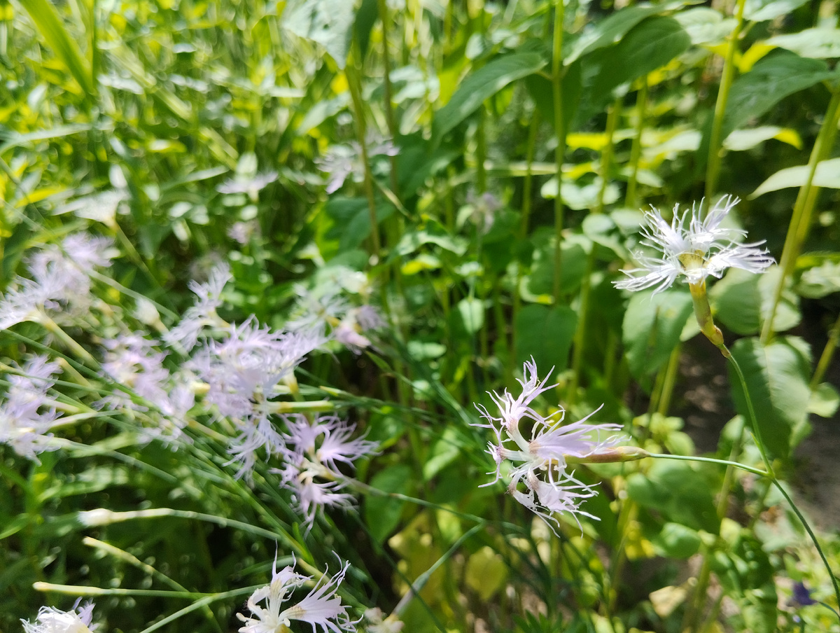 Гвоздика пышная видовая с нитевидными лепестками