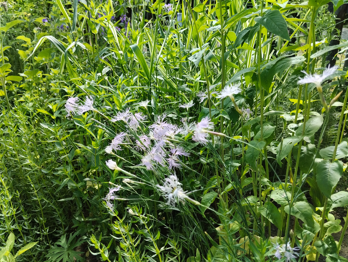 Гвоздика пышная видовая