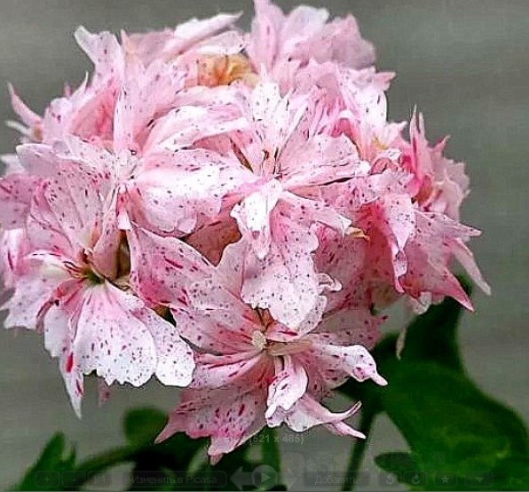 такукю красоту (в будущем) я теперь имею.