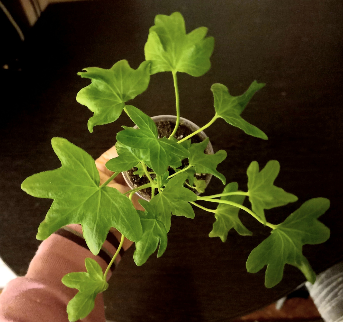 Мой желанный черенок от Ольги. зелёненький, полноценный..