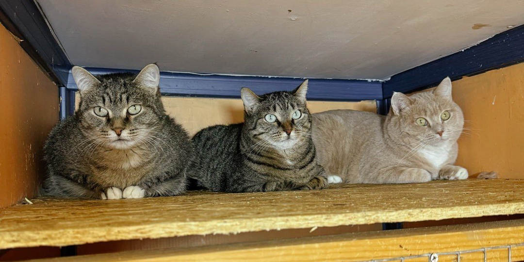 Помогите наполнить миски