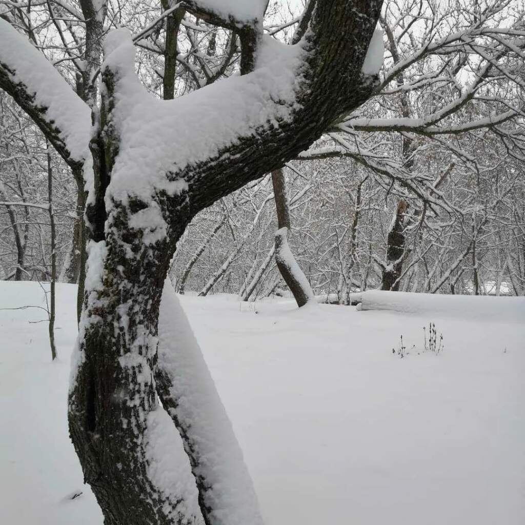    Фото пресс-службы филиала ФГБУ Россельхозцентр по Ростовской области Веселовские вести
