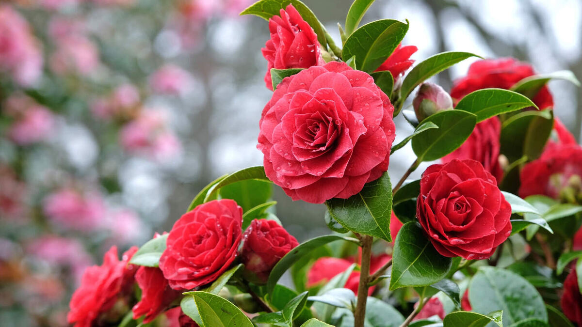     Фото: Alex Manders/Shutterstock/FOTODOM Камелия — вечнозеленый кустарник или небольшое дерево из Восточной Азии с глянцевыми листьями и розовыми цветами