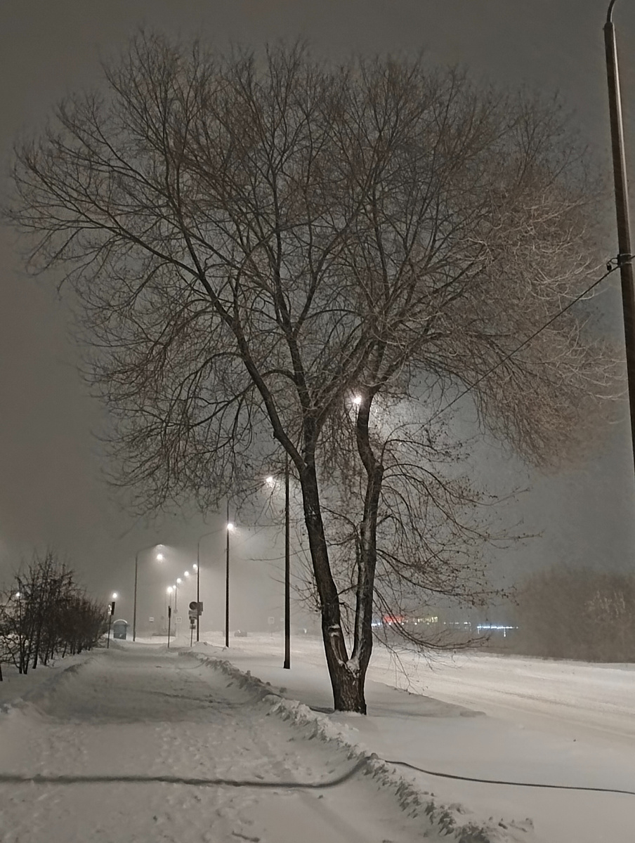 С этим деревом мы дружим 