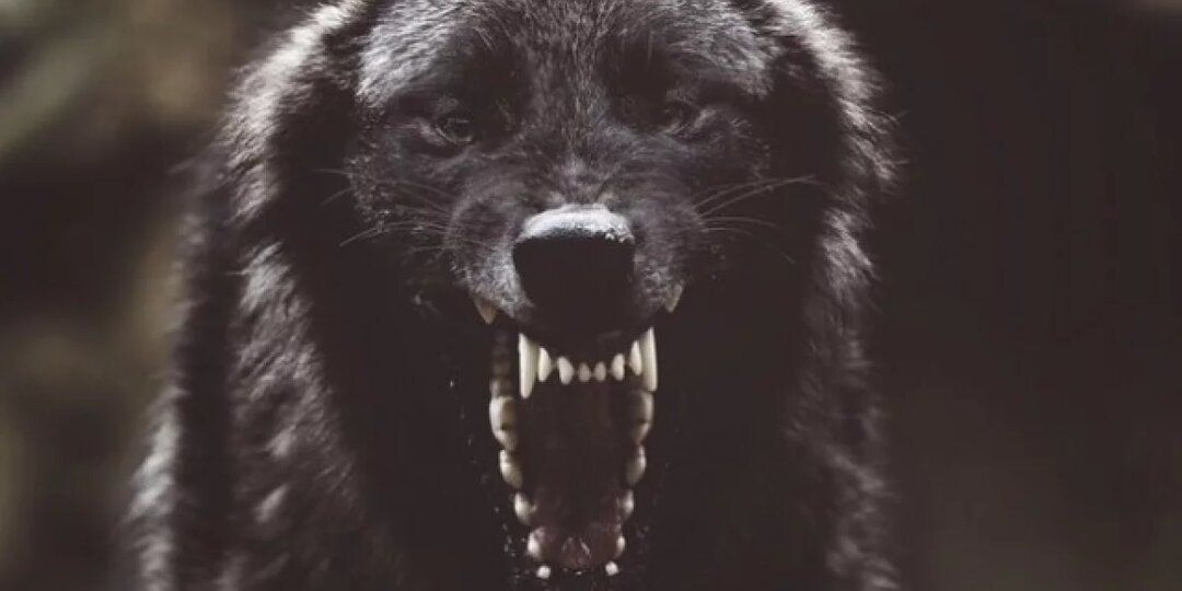 В Зеленодольске стая бродячих собак преследовала женщину с трёхлетней дочерью — инцидент произошёл рядом с местом, где погибла школьница