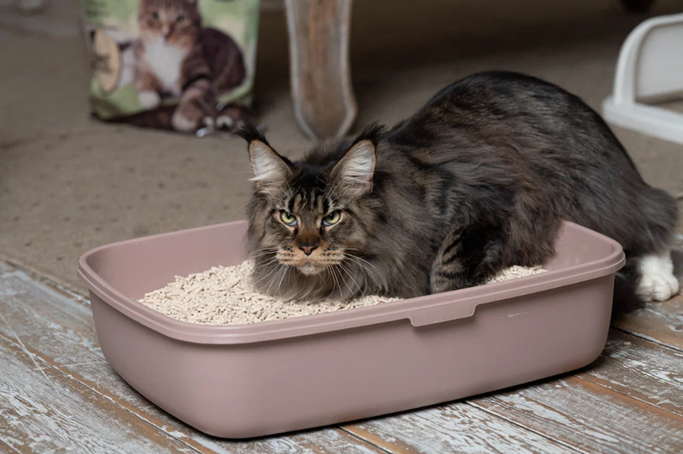 Еще более опасной ситуацией является проглатывание инородного предмета. Кошка может случайно проглотить мелкую игрушку, нитку, резинку или кость, которая не переваривается и застревает в просвете кишечника, создавая полную непроходимость. Это острое состояние, угрожающее жизни животного.