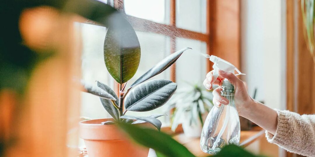 Масло нима для комнатных растений − почему цветоводы считают его настоящей находкой?