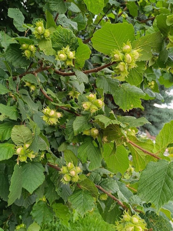 Фундук, орехи