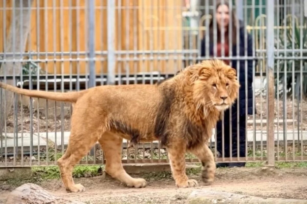    Изъятый у жителей Ставрополя лев Ромео освоился в Симферопольском зооуголке
