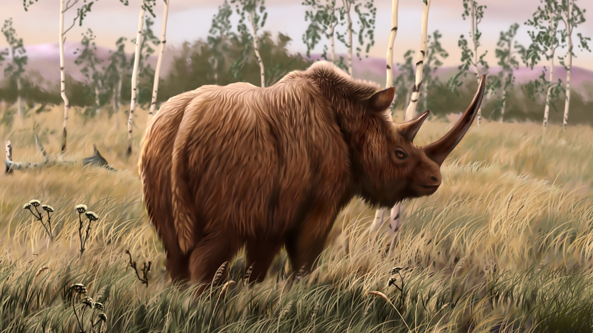     Фото: Ozja/Shutterstock/FOTODOM Анализ ДНК из желудка мумифицированного волчонка, жившего более 14 000 лет назад на территории современной России, показал, что он съел кусок мяса шерстистого носорога