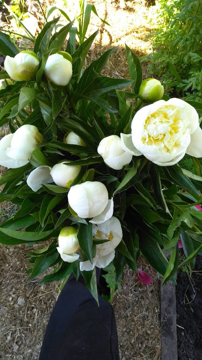 Наши пионы, на первом фото те, что продались по 150 р, на остальных те, что пропали и пришлось выбросить.