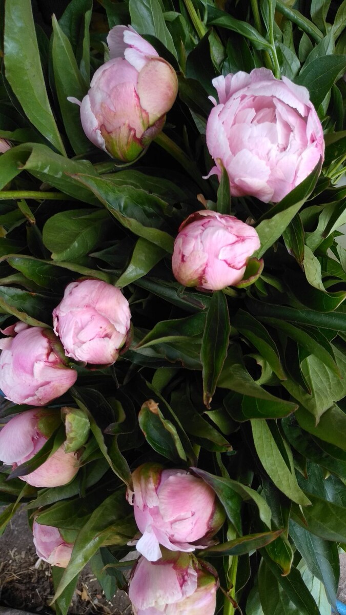 Наши пионы, на первом фото те, что продались по 150 р, на остальных те, что пропали и пришлось выбросить.