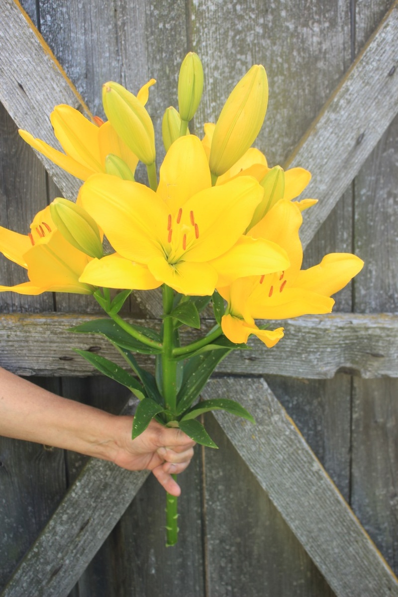 Наши азиатские лилии в охапке и по одно, чтобы видеть размер цветка.