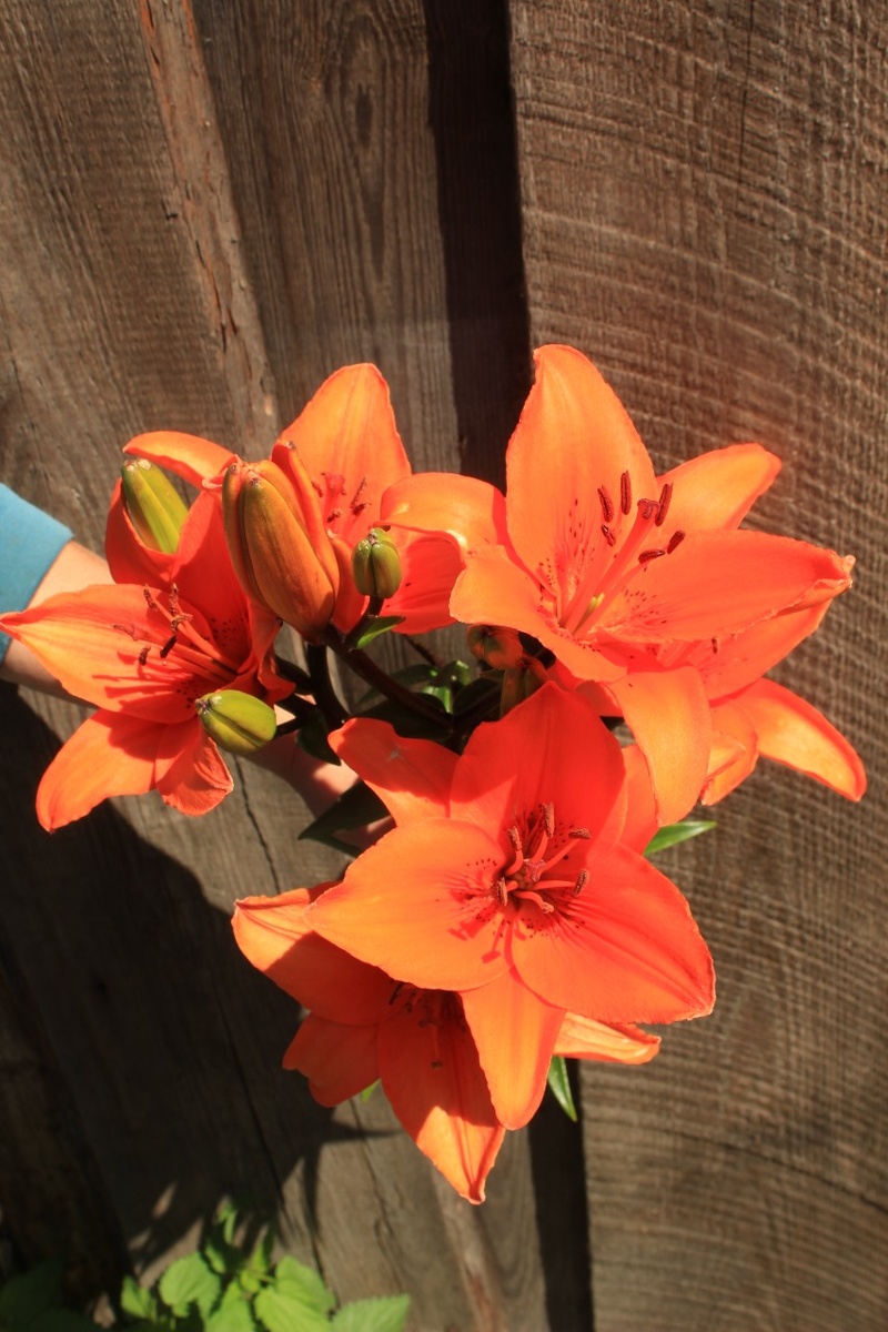 Наши азиатские лилии в охапке и по одно, чтобы видеть размер цветка.
