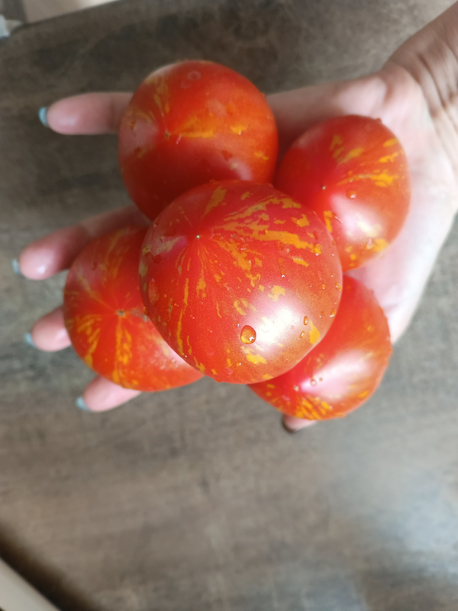 Гендальф гном