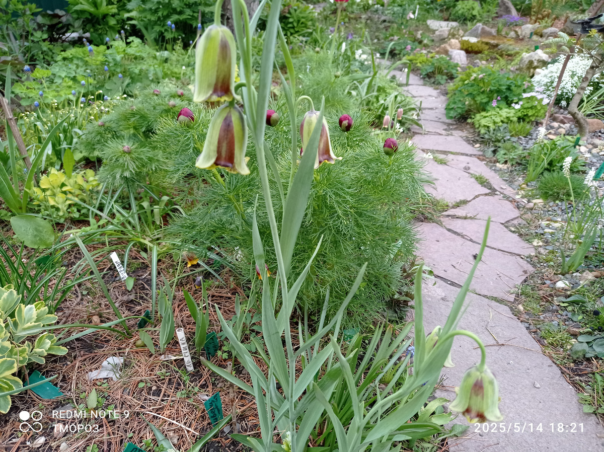 рябчикк иглолепестный