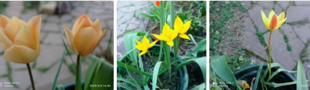 Т. - Баталина,  дубрвный, клюзи