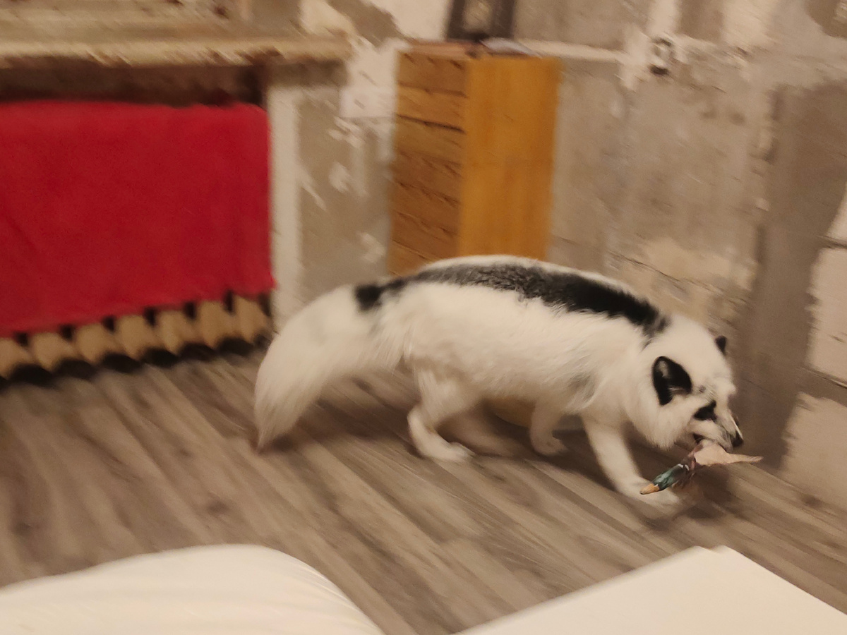 охотник и его жертва 