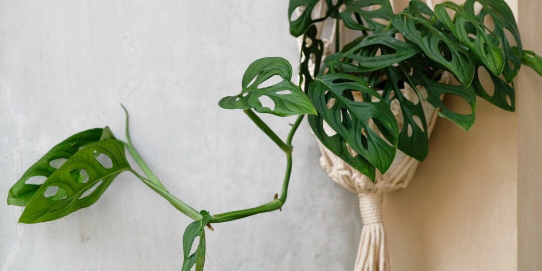 Монстера манки − экзотическая красота с характером и харизмой