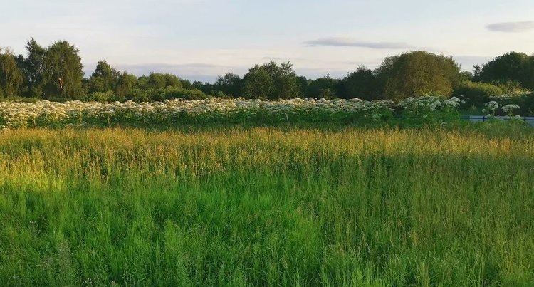    Фото: Лукьянов Дмитрий, AgroXXI.ru