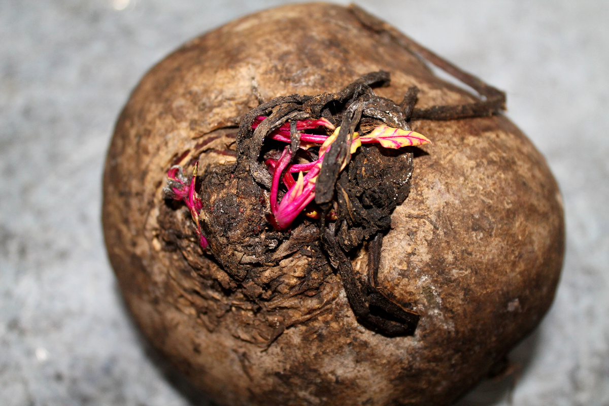 Фото автора.