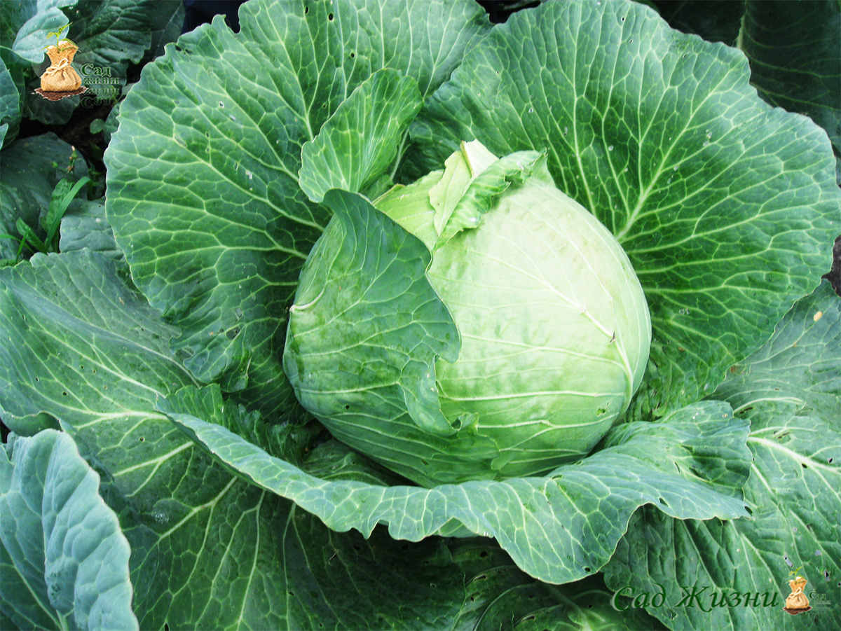 Белокочанная капуста — полезное растёт буквально в каждом огороде
