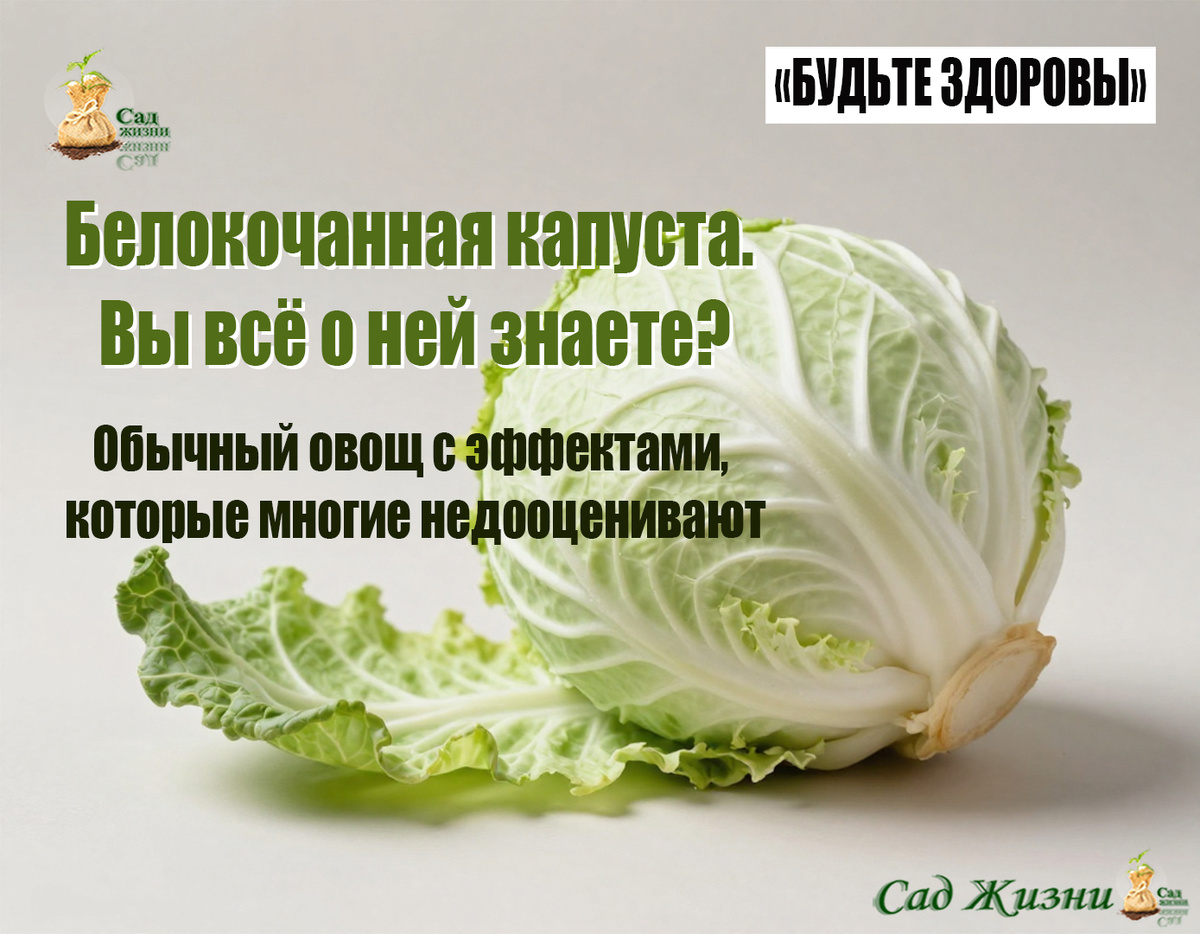 Белокочанная капуста. Вы всё о ней знаете?