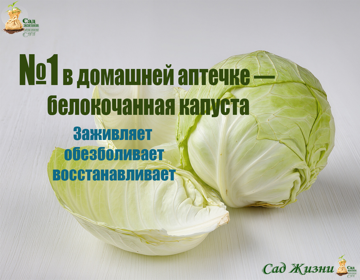 Белокочанная капуста. Ешьте, и организм скажет СПАСИБО!