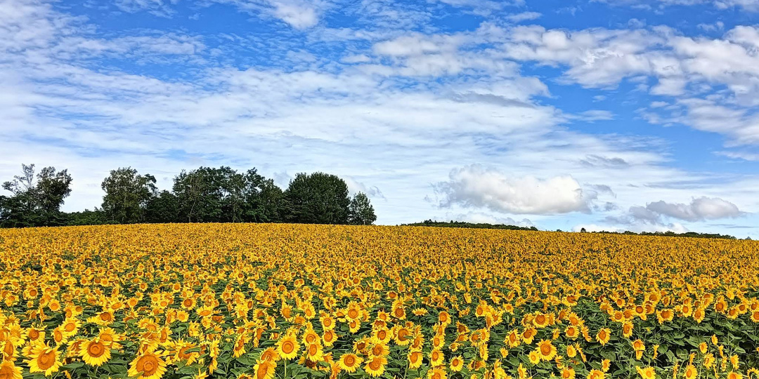 Фукагава и деревня подсолнухов. 16 день по Японии с севера на юг.
