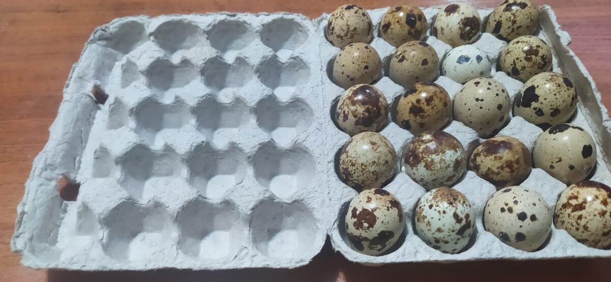 инкубация перепелиного яйца 