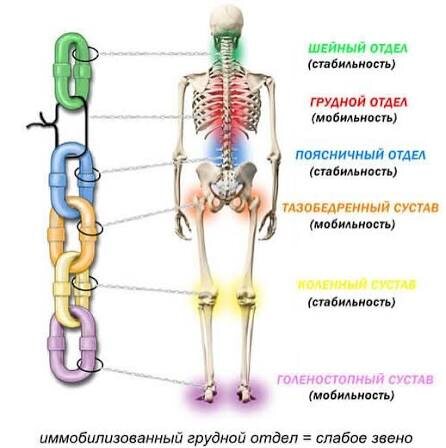 Есть такое понятие в биомеханике (науке о движении), как ЧЕРЕДА СТАБИЛЬНОСТИ И МОБИЛЬНОСТИ СУСТАВОВ. Так вот, согласно ему, грудная клетка должна быть ПОДВИЖНА в ходьбе. И если она зажата и ходим как истукан, это влияет на соседа — поясницу.