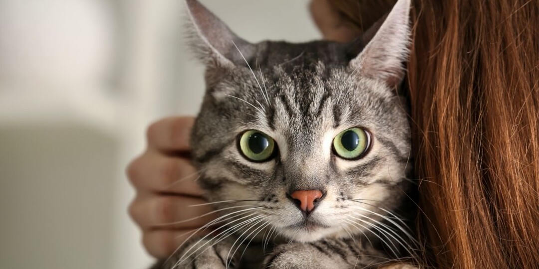 – Останешься одна с 40 кошками, – мой Мурзик открый тайну неверного мужа