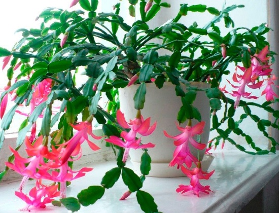 Фотографии автора.