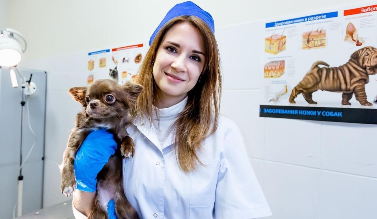     Ветеринар. Источник: mos.ru Автор фото: Пресс-служба Комитета ветеринарии города Москвы