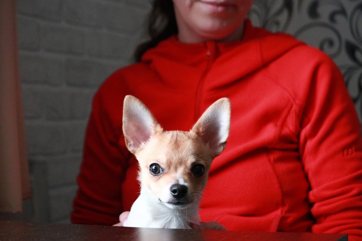 Самый дешевый клон домашнего питомца обойдется россиянам в 4 млн рублей.  Фото: ФедералПресс / Максим Артамонов