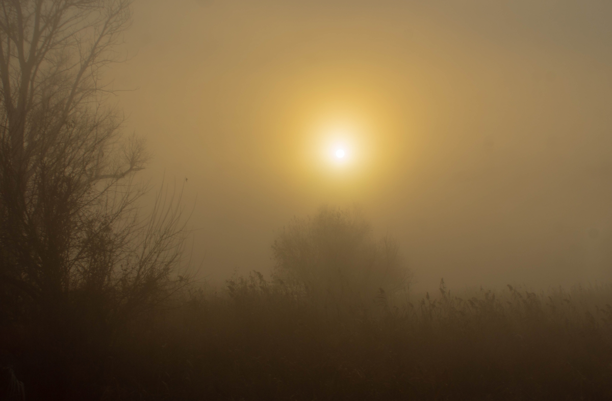 вышел из тумана утреннего сосед