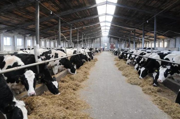    Фото: Минсельхоз Республики Башкортостан