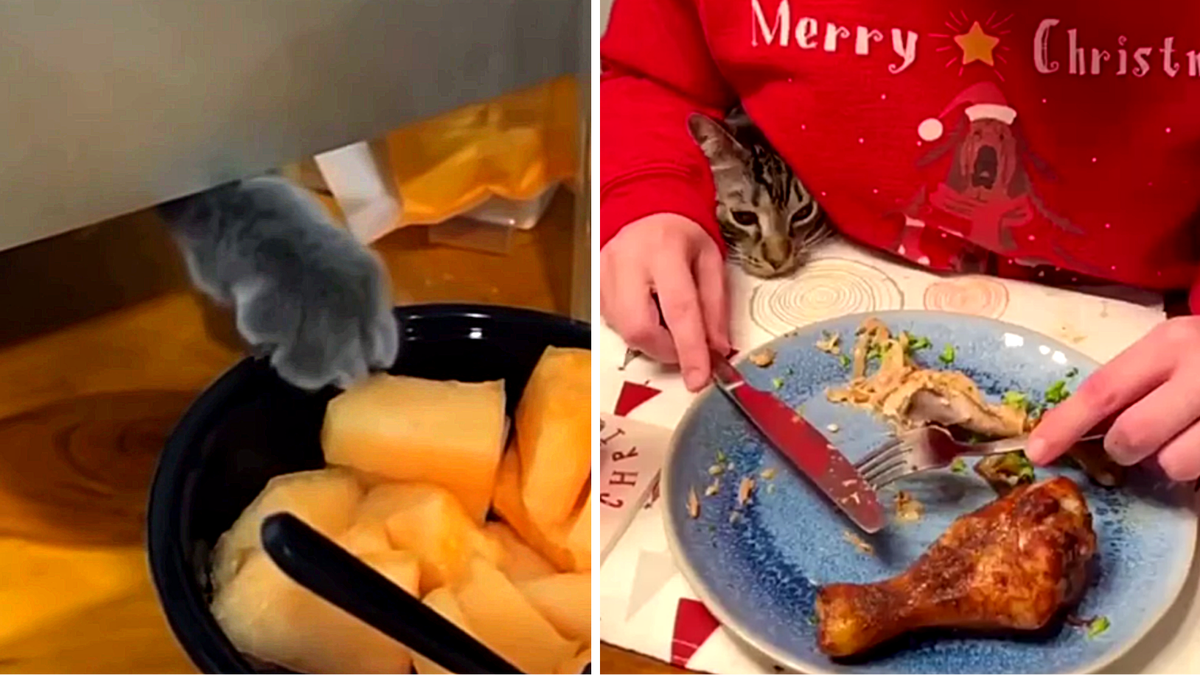 Когда еда без кота - становится вне закона!