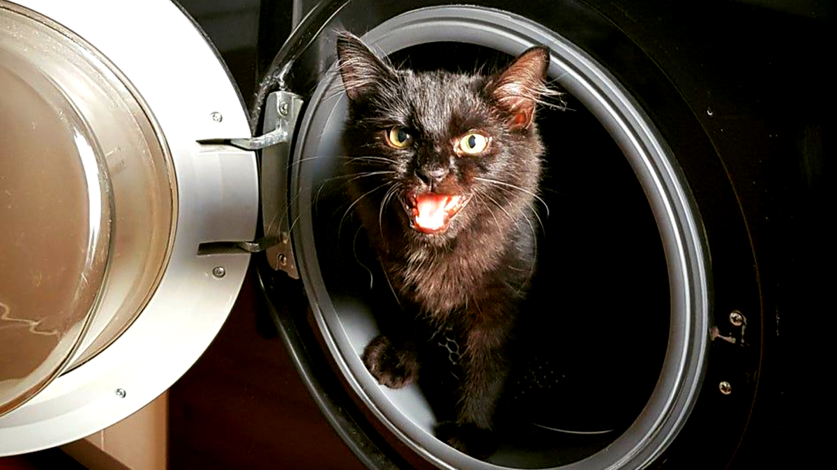 А я сказал: никакой стирки, пока не высплюсь! ЕЩЕ фото -->>