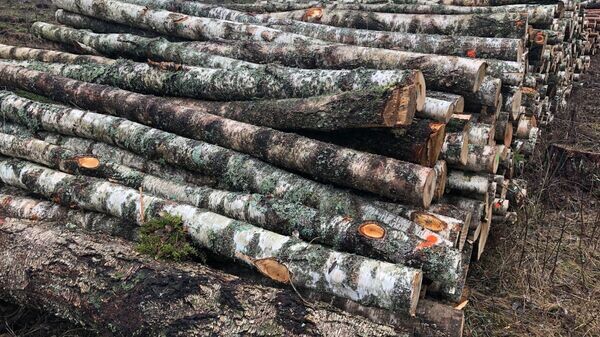    © Sputnik / Владислав Адамовский