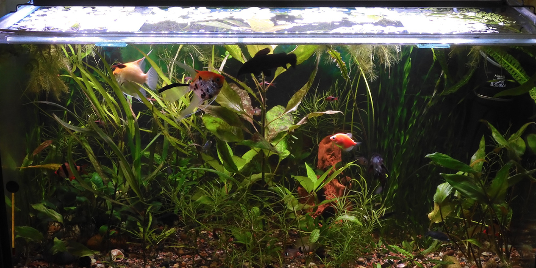 Жидкие удобрения для растений и освещение аквариума. Мнение аквариумистов и специалистов.