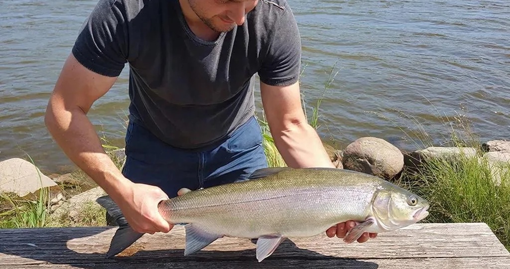 Минимальный размер рыбы разрешённой к вылову