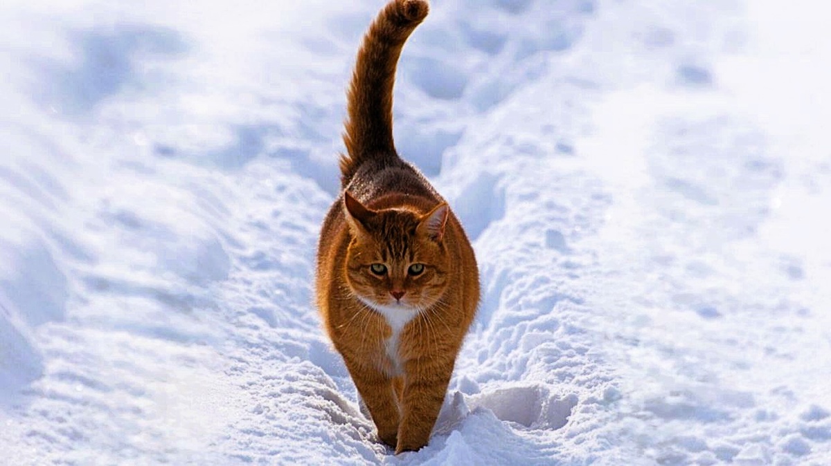 Кот тихо уходил из жизни хозяина...