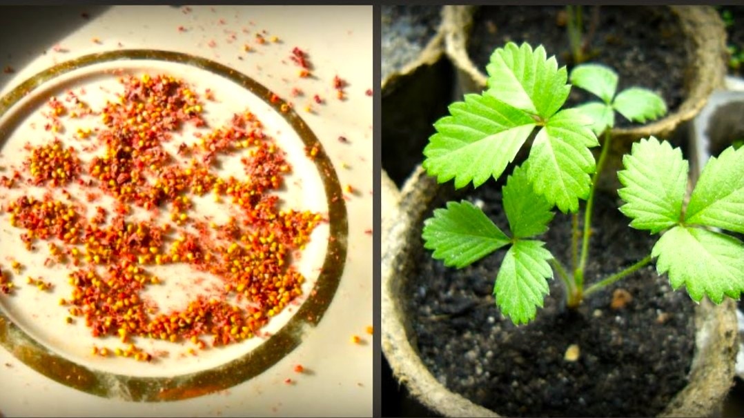 выращивание клубники через семена