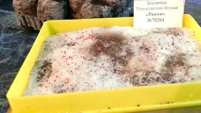 Стратификация: имитация зимы для пробуждения семян