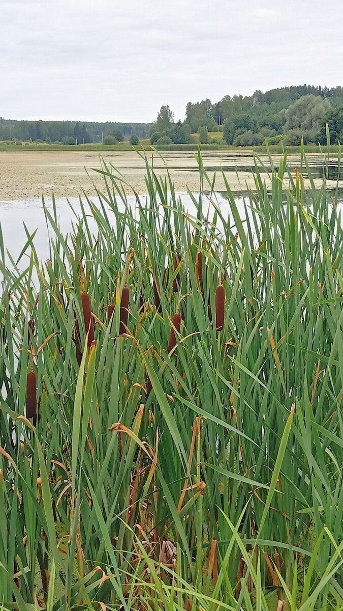 Фото и ИИ-генерации - автора